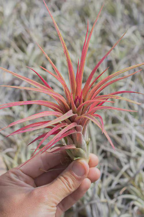 Tillandsia Victoria Air Plant | Ionantha x Brachycaulos Hybrid | Red Blush & Purple Blooms | Easy-Care Rosette | Indoor Plant Decor