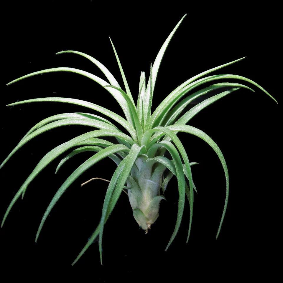 Tillandsia Victoria Air Plant | Ionantha x Brachycaulos Hybrid | Red Blush & Purple Blooms | Easy-Care Rosette | Indoor Plant Decor