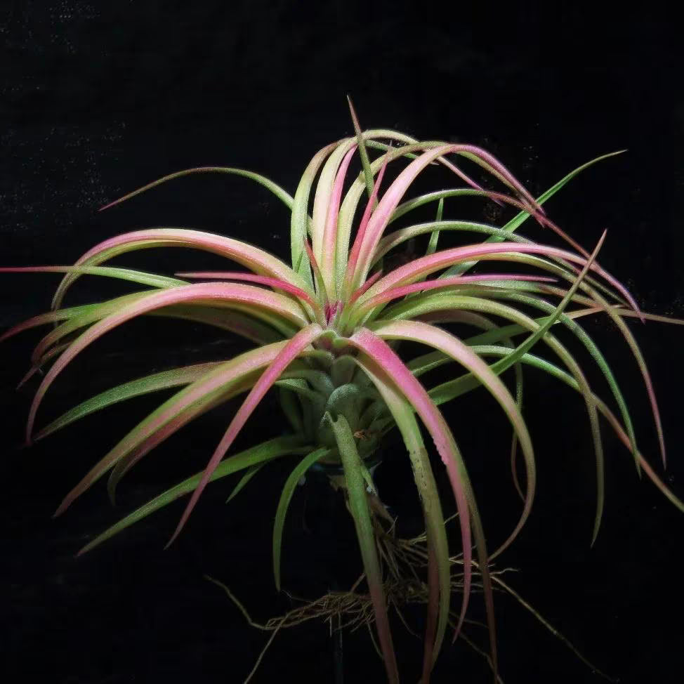 Tillandsia Victoria Air Plant | Ionantha x Brachycaulos Hybrid | Red Blush & Purple Blooms | Easy-Care Rosette | Indoor Plant Decor