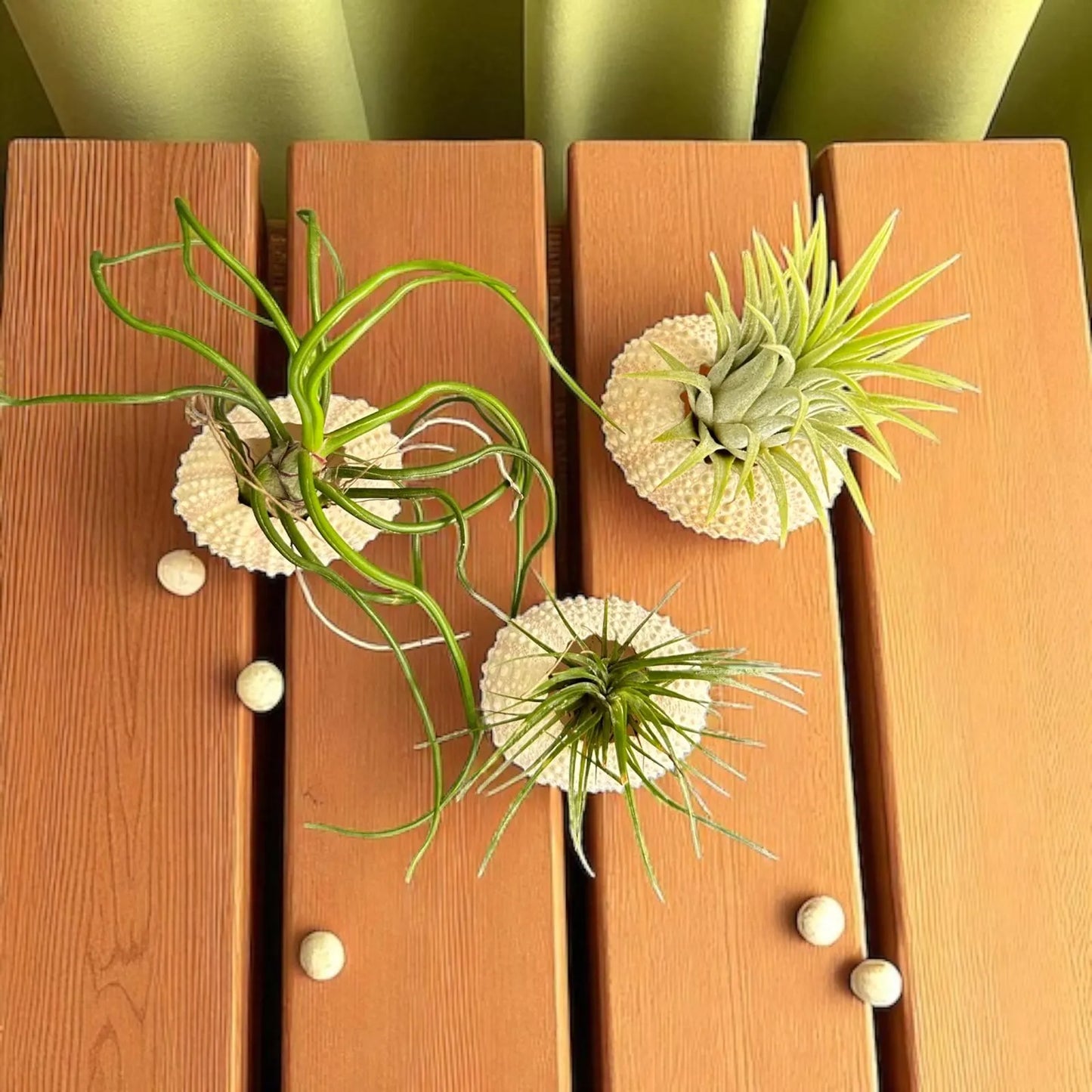 Sea Urchin Shell & Air Plant- Set of 3 for Office & Home Decor - Eco-Friendly Gift Idea - Pet-Safe