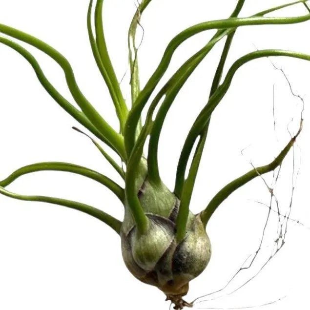Sea Urchin Shell & Air Plant- Set of 3 for Office & Home Decor - Eco-Friendly Gift Idea - Pet-Safe