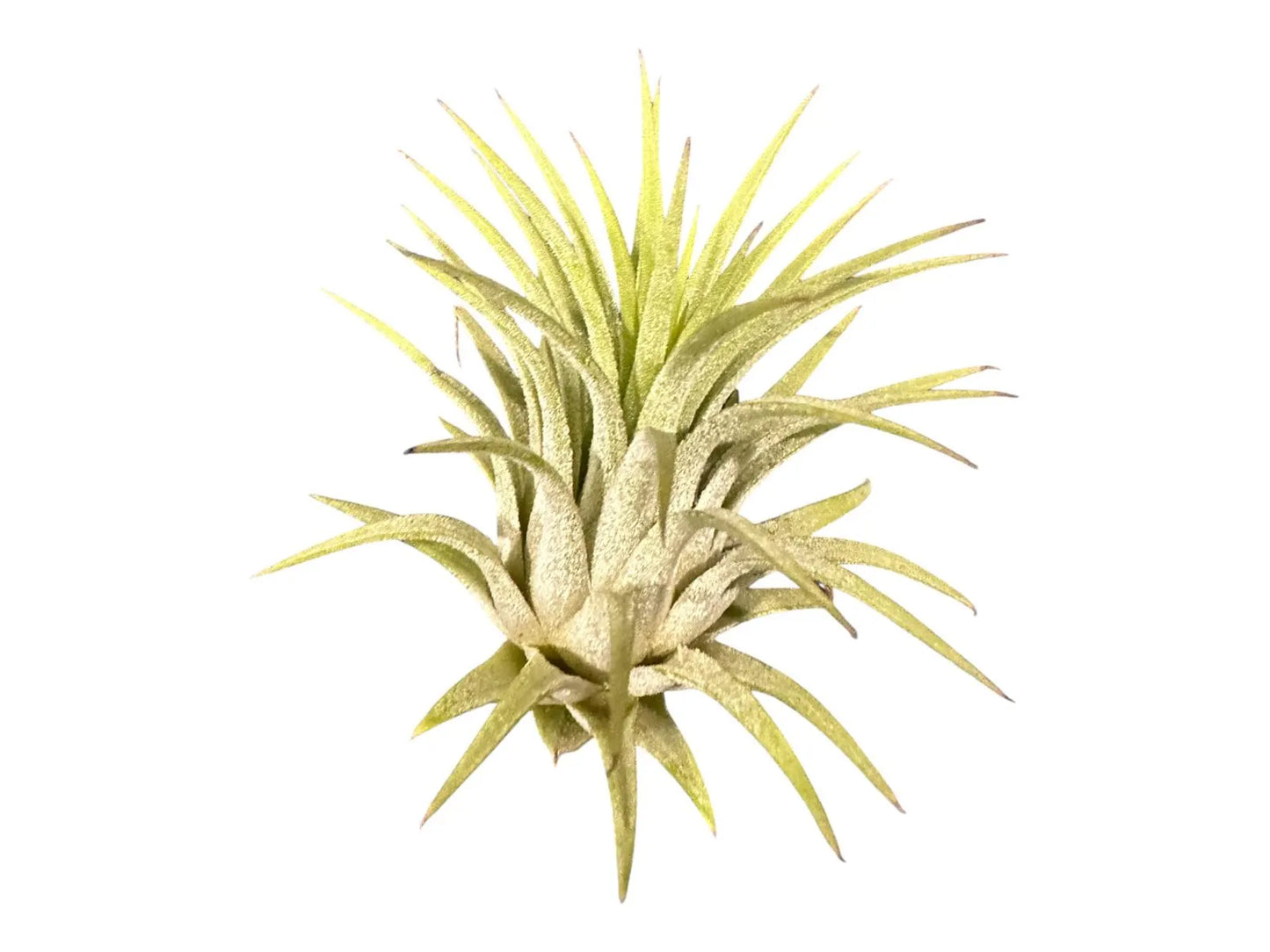 Sea Urchin Shell & Air Plant- Set of 3 for Office & Home Decor - Eco-Friendly Gift Idea - Pet-Safe
