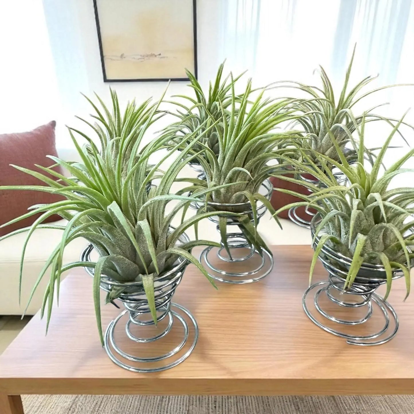 Ionantha Rubra Air Plant in Silver Spiral Holder – Super Easy-Care, Adjustable Plant Stand, Minimalist Decor, Desk or Shelf Accent