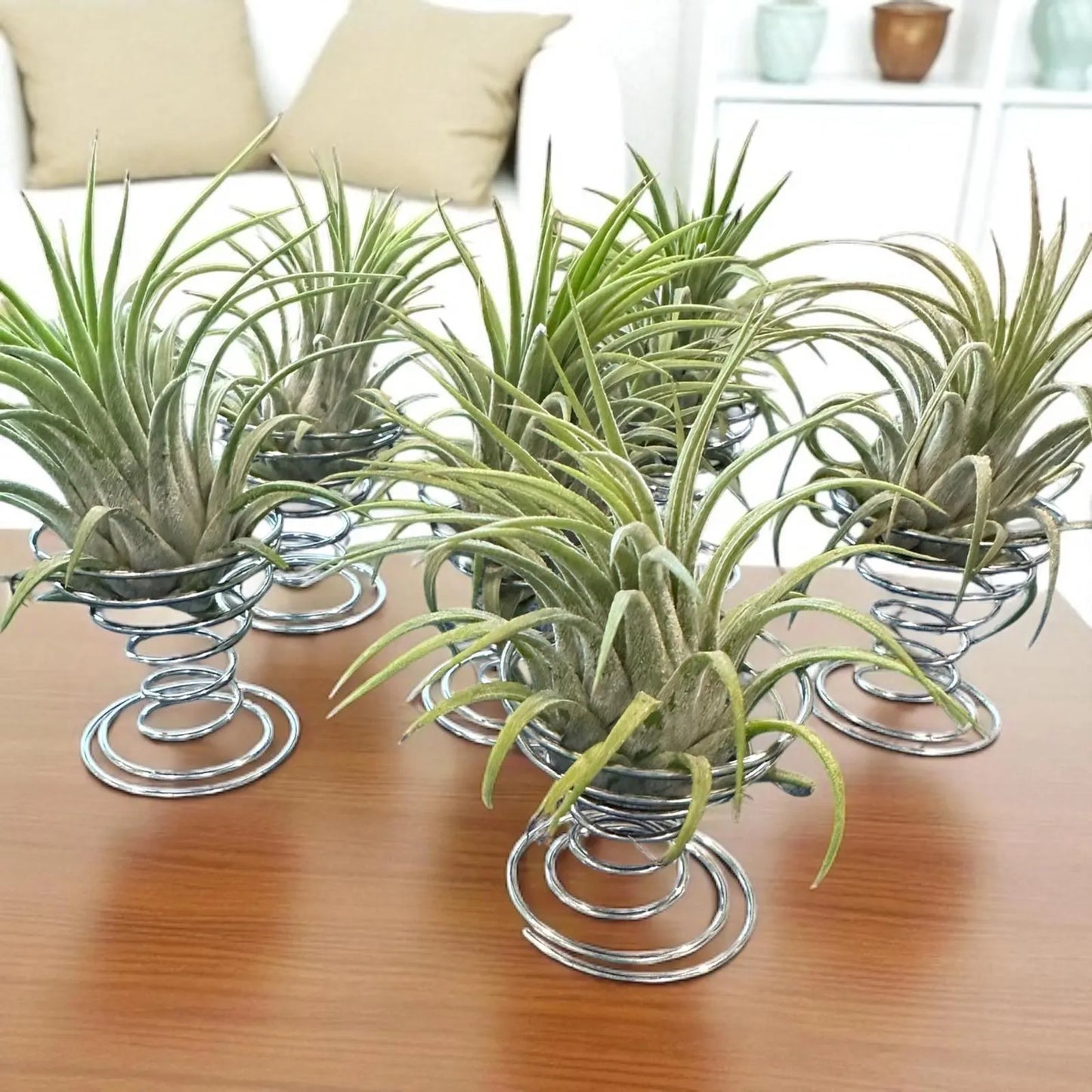 Ionantha Rubra Air Plant in Silver Spiral Holder – Super Easy-Care, Adjustable Plant Stand, Minimalist Decor, Desk or Shelf Accent