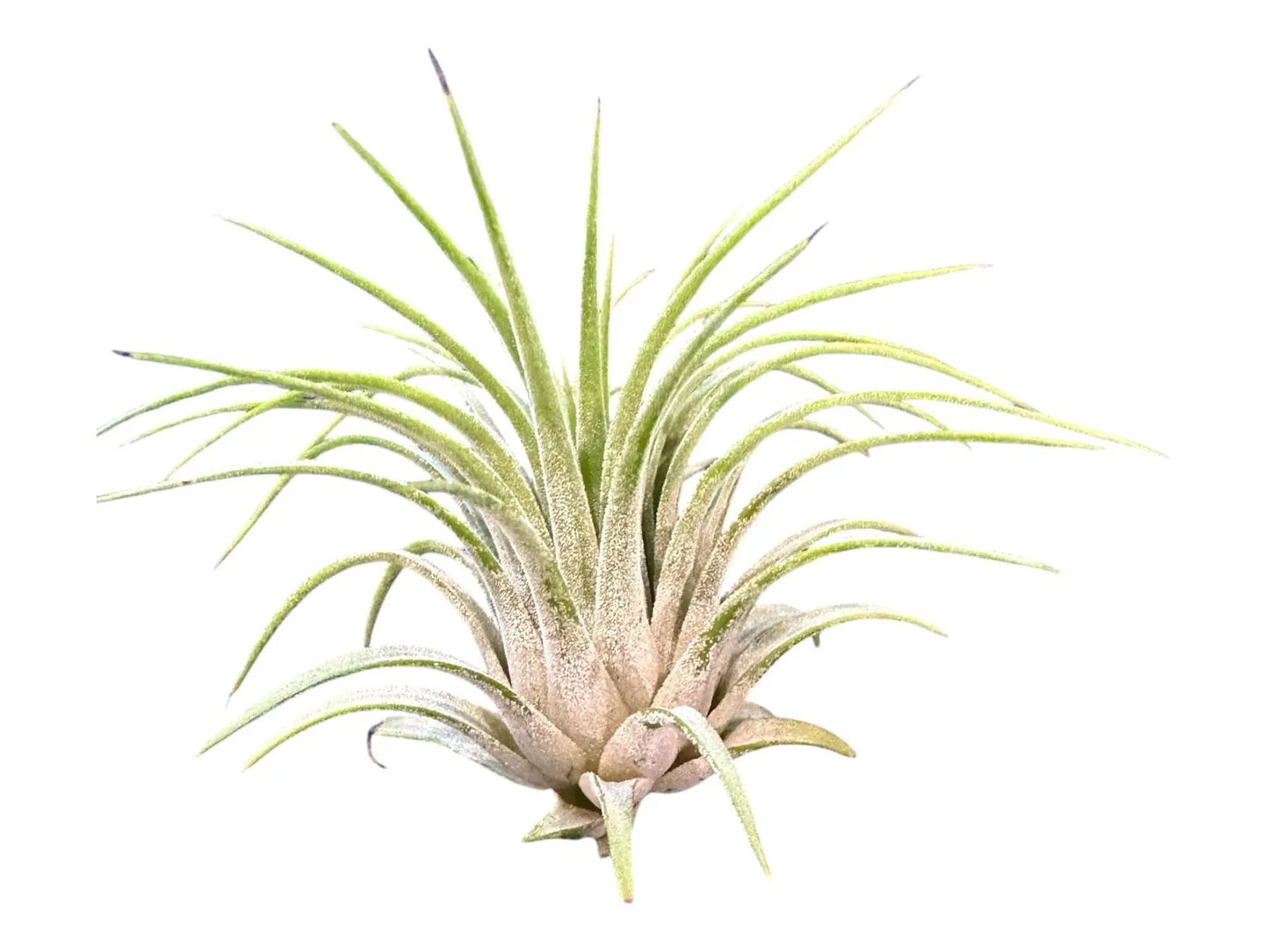 Ionantha Rubra Air Plant in Silver Spiral Holder – Super Easy-Care, Adjustable Plant Stand, Minimalist Decor, Desk or Shelf Accent