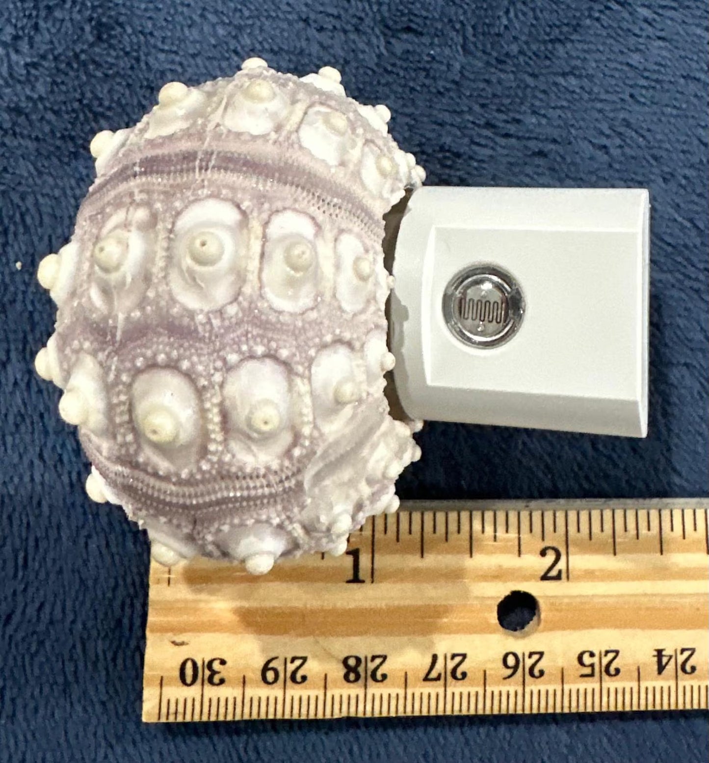 Sputnik Sea Urchin Night Light – Automatic On/Off, Long-Lasting Bulb, 2.5" Coastal Shell Light- Beach Décor- Unique Gift