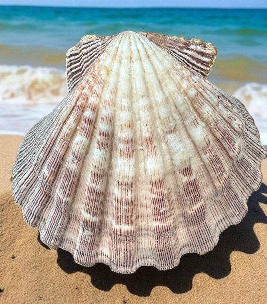 Large Natural Pink Scallop Shell – Heavy Coastal Dish for Jewelry or Soap, Vanity Tray, Ring Holder, Beach Bathroom Décor, Gift-Ready