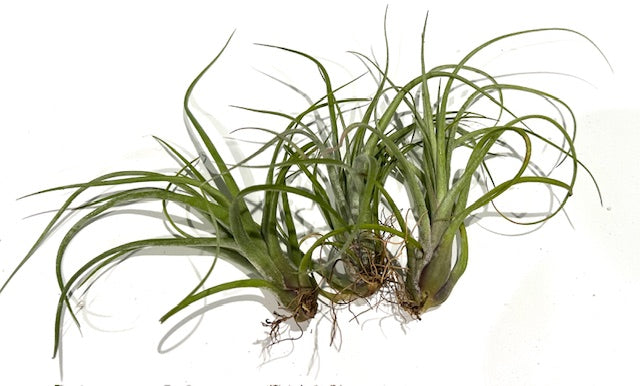 Natural Barnacle Cluster & Air Plant Set | Choose: Sidewinder, Bulbosa, Stricta