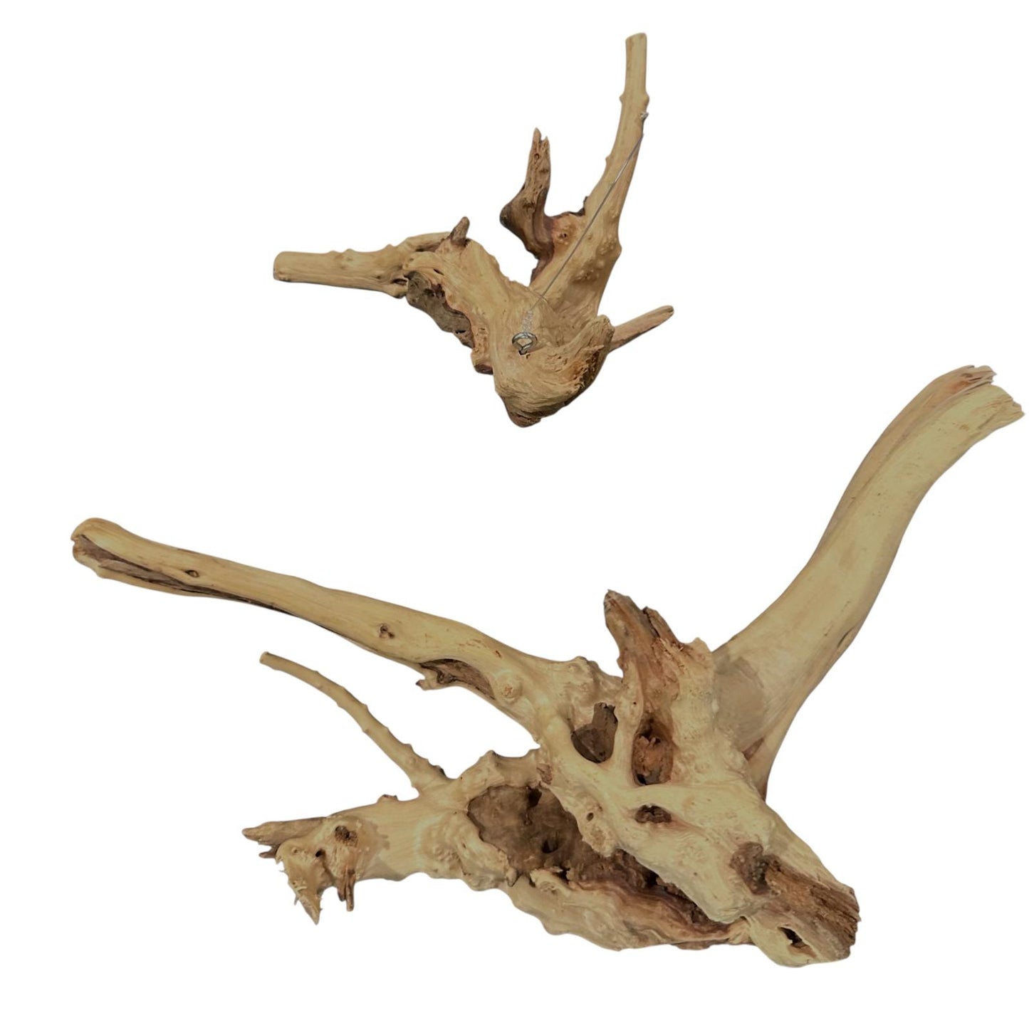 Natural Driftwood Spider Wood Decor | Locally Sourced from Florida | Air Plant Display for Terrariums & Aquariums