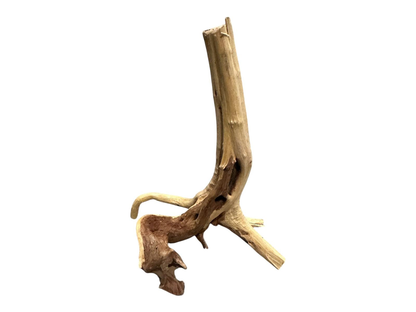 Natural Driftwood Spider Wood Decor | Locally Sourced from Florida | Air Plant Display for Terrariums & Aquariums