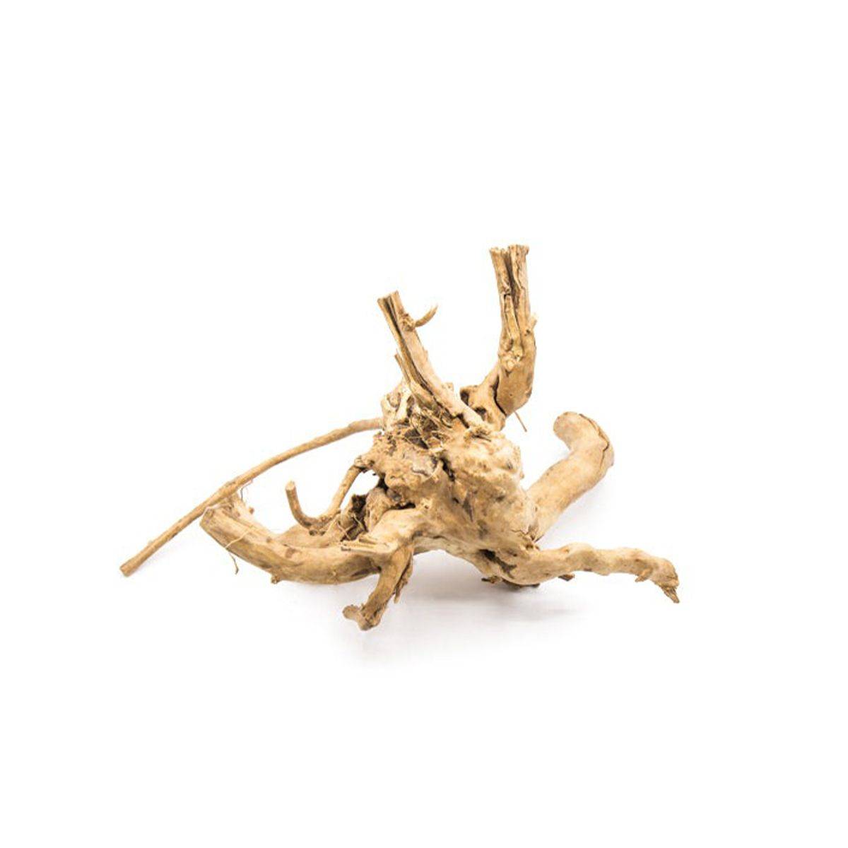 Natural Driftwood Spider Wood Decor | Locally Sourced from Florida | Air Plant Display for Terrariums & Aquariums