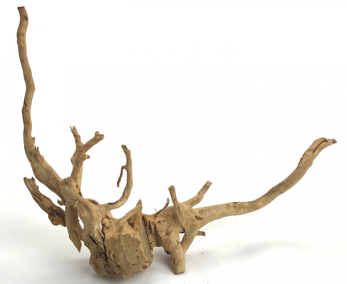 Natural Driftwood Spider Wood Decor | Locally Sourced from Florida | Air Plant Display for Terrariums & Aquariums
