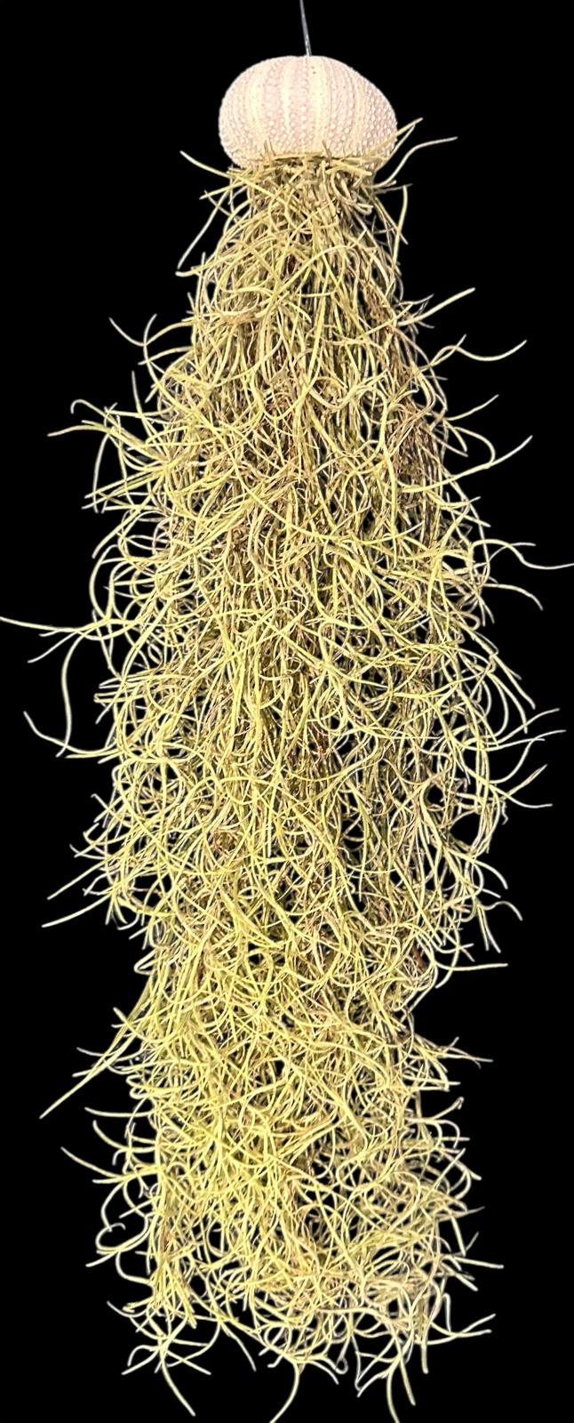 Jellyfish Spanish Moss Live Hanging Air Plant Ornament in Sea Urchin Shell- 2 Sizes/ 3 Options