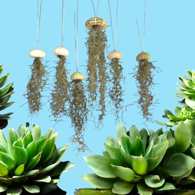 Set of 3 Coastal Jellyfish Ornaments | Spanish Moss & Sea Urchin Décor