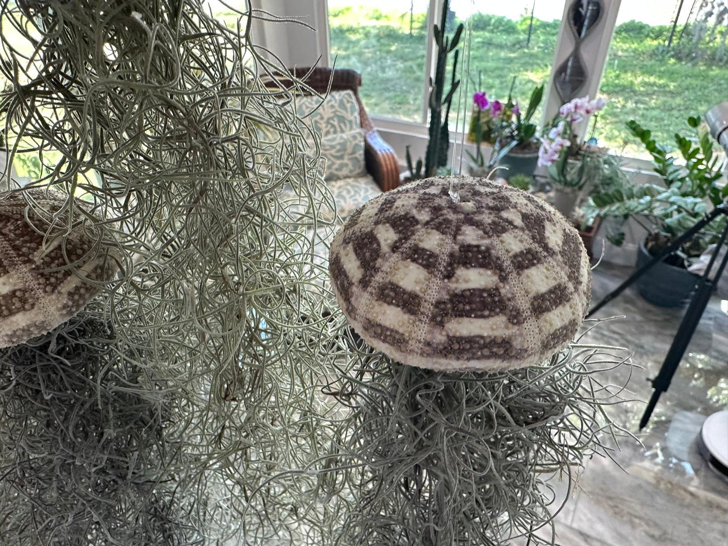 Jellyfish Spanish Moss Live Hanging Air Plant Ornament in Sea Urchin Shell- 2 Sizes/ 3 Options