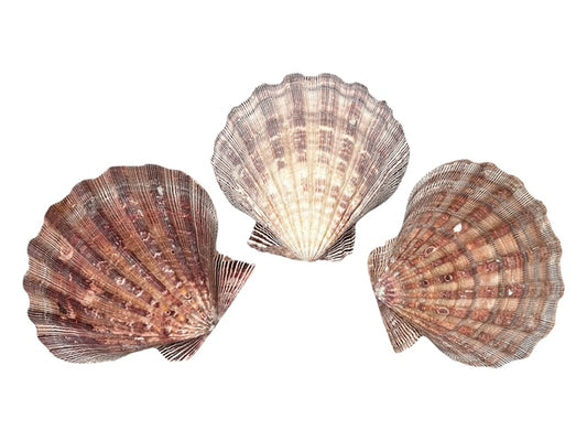 Large Natural Pink Scallop Shell – Heavy Coastal Dish for Jewelry or Soap, Vanity Tray, Ring Holder, Beach Bathroom Décor, Gift-Ready