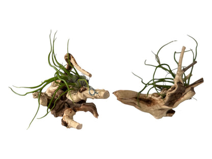 Natural Spider Driftwood Hanging Air Plant Display 4"-8" | Tillandsia Bulbosa on Unique Spider Wood | Easy-Care Living Decor | Unique Gift