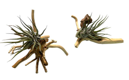 Natural Spider Driftwood Hanging Air Plant Display 4"-8" | Tillandsia Bulbosa on Unique Spider Wood | Easy-Care Living Decor | Unique Gift
