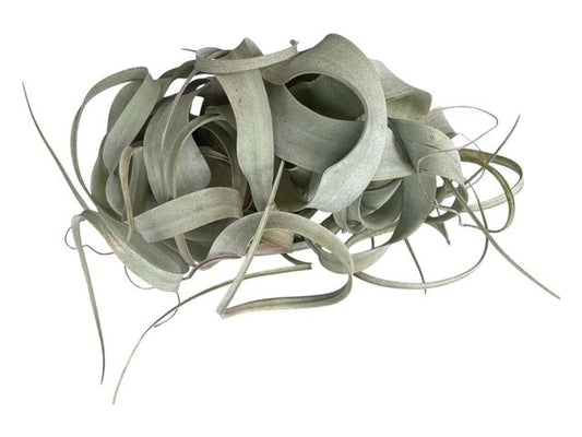 Xerographica Live Air Plant- Tillandsia