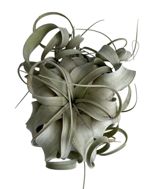 Xerographica Live Air Plant- Tillandsia