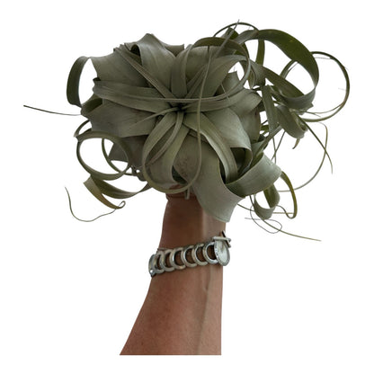 Xerographica Live Air Plant- Tillandsia