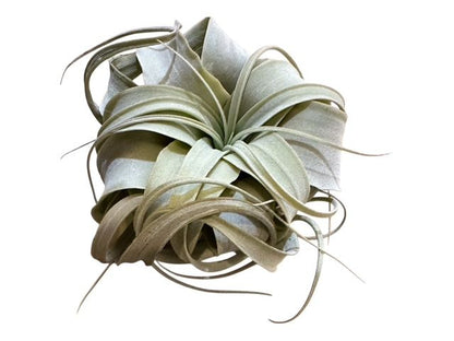 Xerographica Live Air Plant- Tillandsia