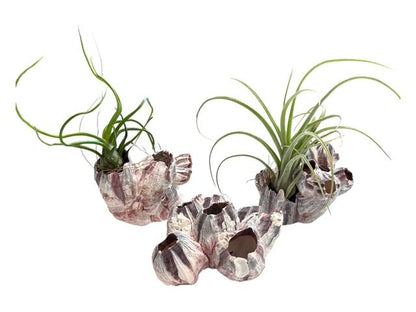 Natural Barnacle Cluster & Air Plant Set | Choose: Sidewinder, Bulbosa, Stricta