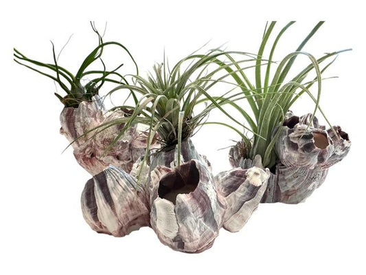 Natural Barnacle Cluster & Air Plant Set | Choose: Sidewinder, Bulbosa, Stricta