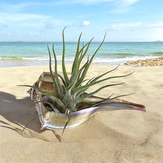 Pruinosa Air Plant Tillandsia in Natural Sinistrofulgur Shell- Plant Lovers Gift