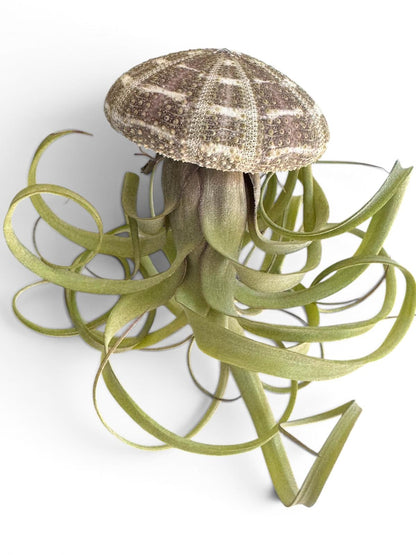 Natural Sea Urchin or Harp Shell Hanging Air Plant Streptophylla Beach Decor
