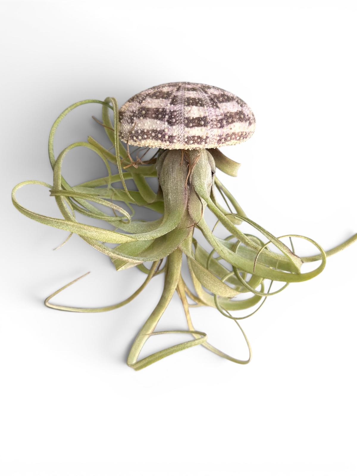 Natural Sea Urchin or Harp Shell Hanging Air Plant Streptophylla Beach Decor