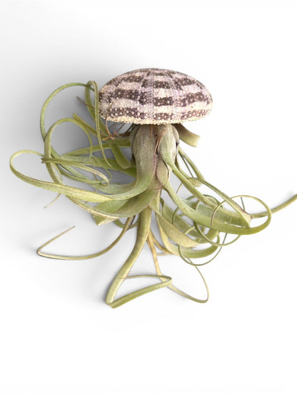 Natural Sea Urchin or Harp Shell Hanging Air Plant Streptophylla Beach Decor