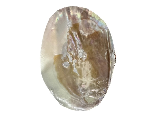 Natural Pearl Clam Shell Dish – Coastal Jewelry Tray, Soap Dish, Spoon Rest, Smudging Bowl, Sponge Holder, Beach House Decor