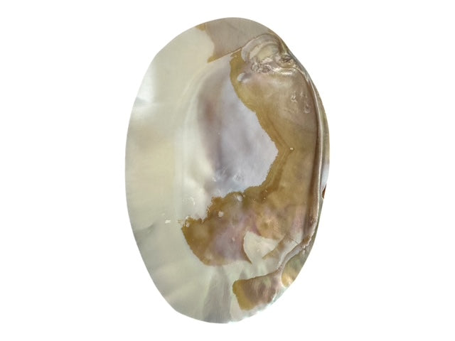 Natural Pearl Clam Shell Dish – Coastal Jewelry Tray, Soap Dish, Spoon Rest, Smudging Bowl, Sponge Holder, Beach House Decor