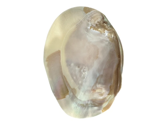Natural Pearl Clam Shell Dish – Coastal Jewelry Tray, Soap Dish, Spoon Rest, Smudging Bowl, Sponge Holder, Beach House Decor