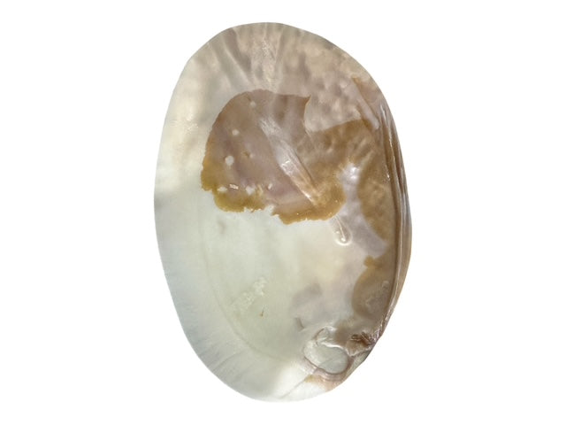 Natural Pearl Clam Shell Dish – Coastal Jewelry Tray, Soap Dish, Spoon Rest, Smudging Bowl, Sponge Holder, Beach House Decor