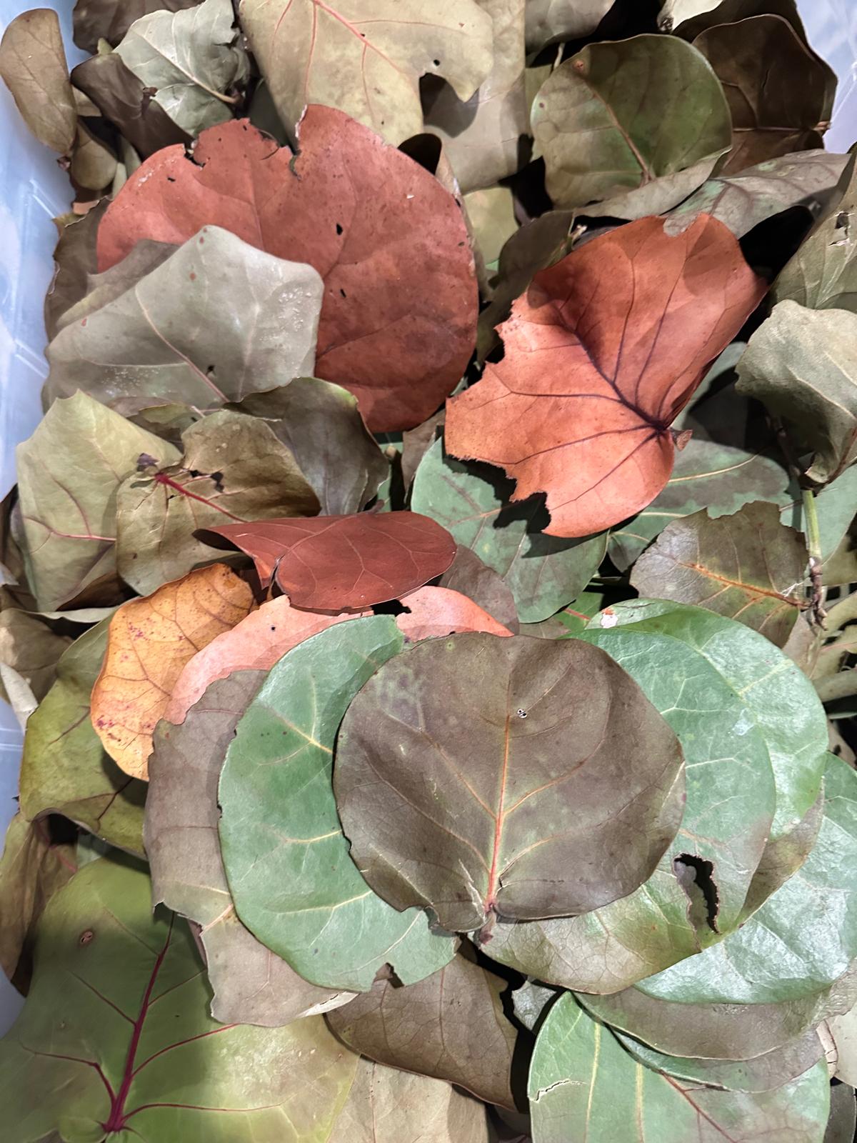Sea Grape Leaves- Dried Leaf Litter -Terrarium Bedding- Crafts- Florida Coast