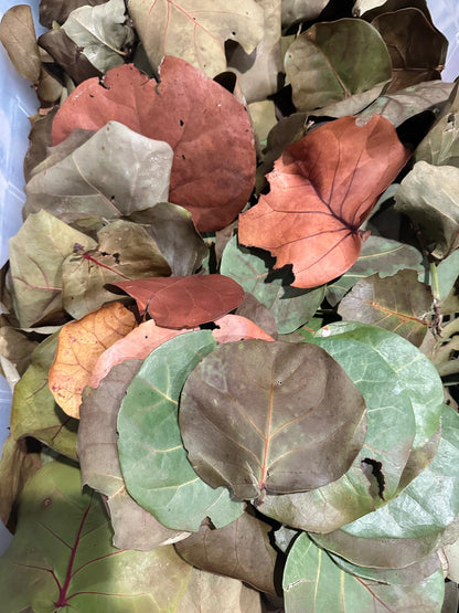 Sea Grape Leaves- Dried Leaf Litter -Terrarium Bedding- Crafts- Florida Coast