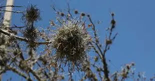 Wild Florida Ball Moss Air Plant on Natural Branch- Home Decor & pet terrarium Choose Your Size for Indoor or Outdoor Gardens