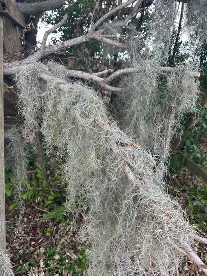 1 -5 GAL Premium Fresh Spanish Moss Air Plant - Healthy Tillandsia Usneoides - Wewdding & Home Decor, Orchids & Terrariums