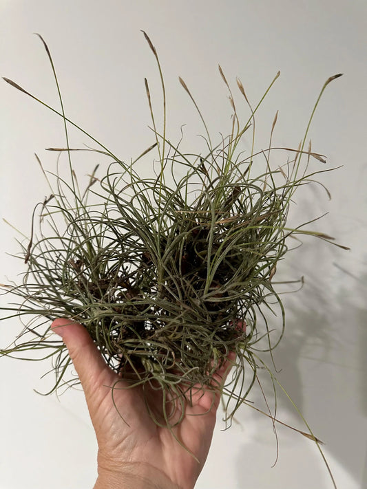 Tillandsia Ball Moss Air Plants | Wild-Collected Florida Clusters | Natural Home Decor