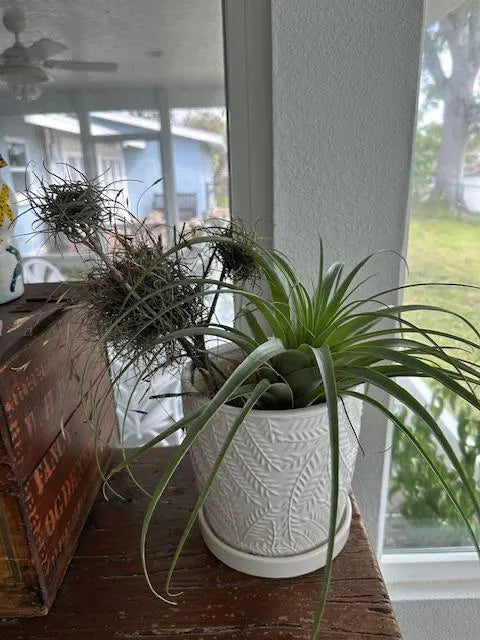 Wild Florida Ball Moss Air Plant on Natural Branch- Home Decor & pet terrarium Choose Your Size for Indoor or Outdoor Gardens