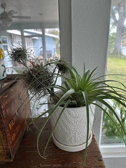 Wild Florida Ball Moss Air Plant on Natural Branch- Home Decor & pet terrarium Choose Your Size for Indoor or Outdoor Gardens