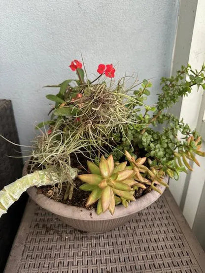 Wild Florida Ball Moss Air Plant on Natural Branch- Home Decor & pet terrarium Choose Your Size for Indoor or Outdoor Gardens