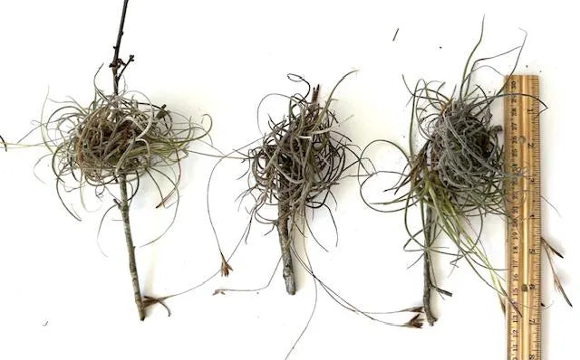 Wild Florida Ball Moss Air Plant on Natural Branch- Home Decor & pet terrarium Choose Your Size for Indoor or Outdoor Gardens