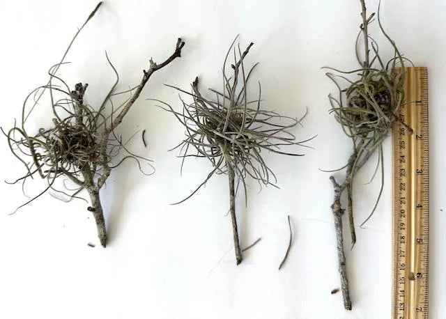 Wild Florida Ball Moss Air Plant on Natural Branch- Home Decor & pet terrarium Choose Your Size for Indoor or Outdoor Gardens