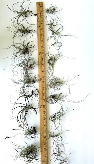 Organic Air Plants Bundle for Home Decor, Terrariums, and Crafts - Set of 20 Live Tillandsia Recurvata from Florida