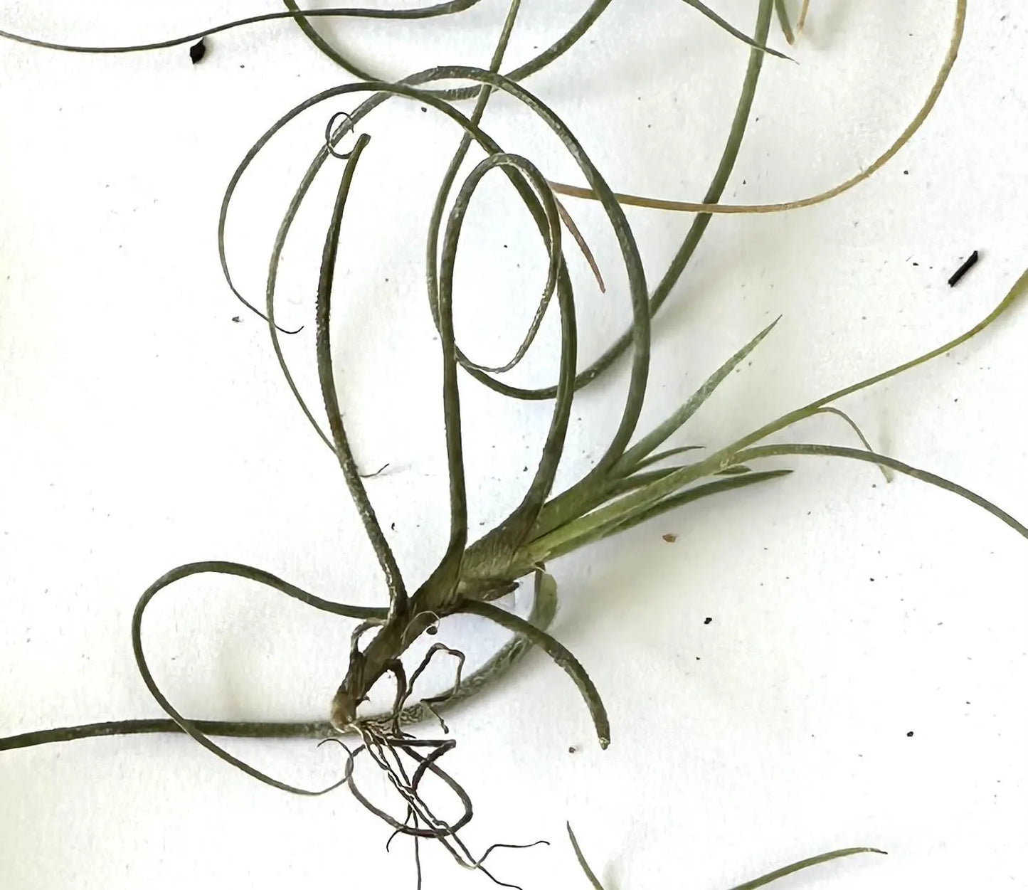 Organic Air Plants Bundle for Home Decor, Terrariums, and Crafts - Set of 20 Live Tillandsia Recurvata from Florida