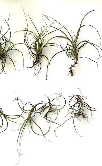 Organic Air Plants Bundle for Home Decor, Terrariums, and Crafts - Set of 20 Live Tillandsia Recurvata from Florida
