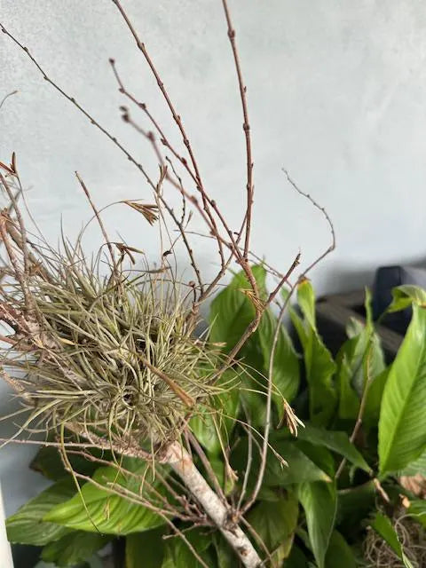 Wild Florida Ball Moss Air Plant on Natural Branch- Home Decor & pet terrarium Choose Your Size for Indoor or Outdoor Gardens
